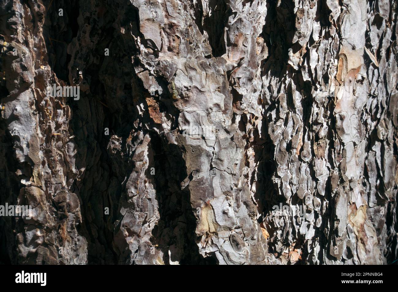 Corteccia di pino in primo piano nel Parco Nazionale dell'Etna, Sicilia, Italia Foto Stock