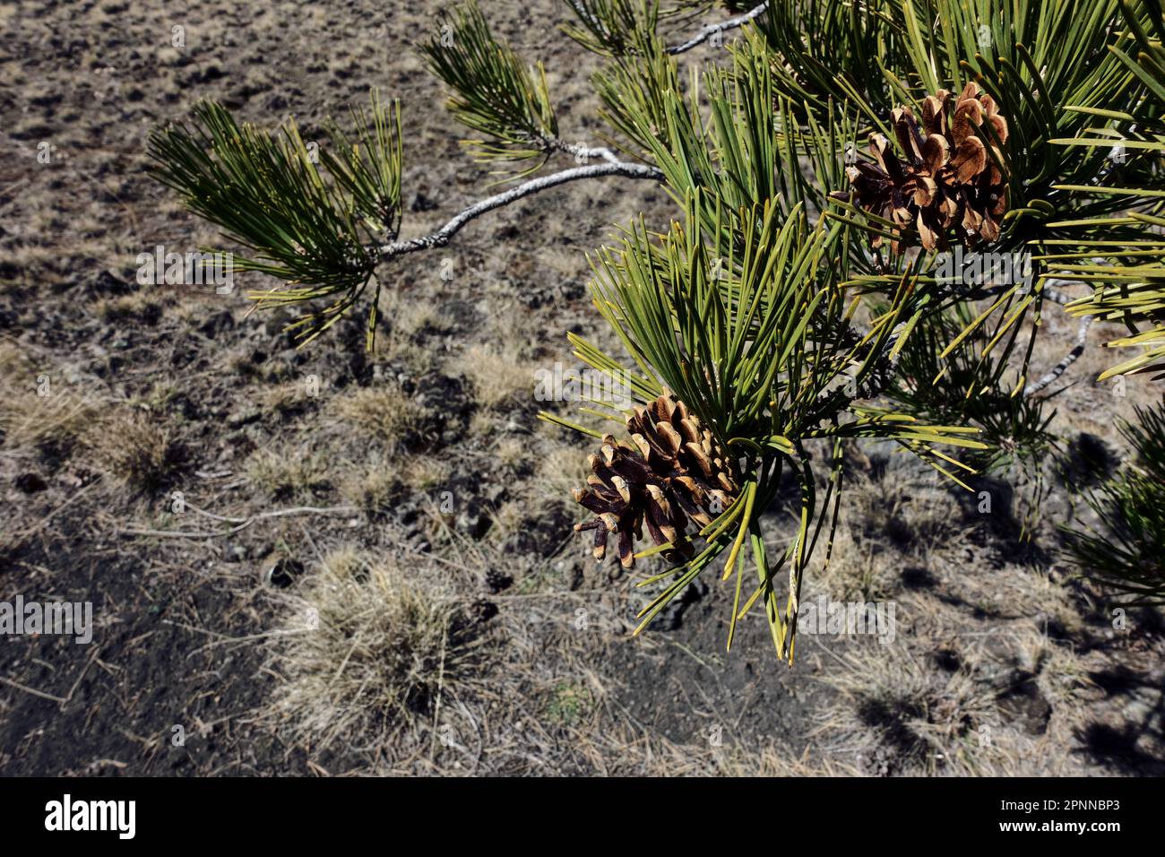 Cono di pino e aghi contro il suolo vulcanico offuscato nel Parco Nazionale dell'Etna, Sicilia, Italia Foto Stock