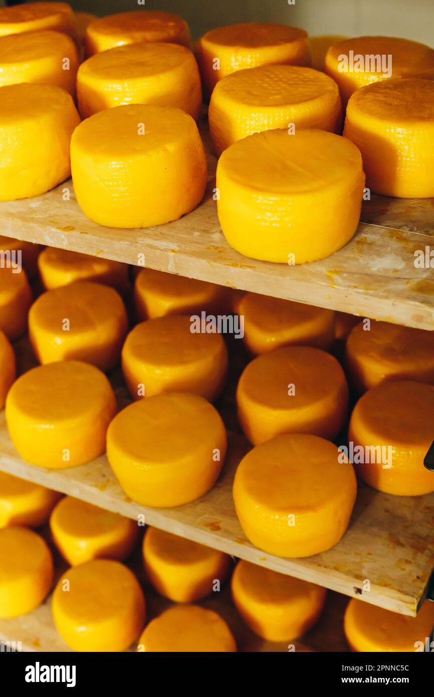 Abbondanza di Capi di formaggio di capra su stand scaffali disposti a maturare su Cheese Farm Foto Stock