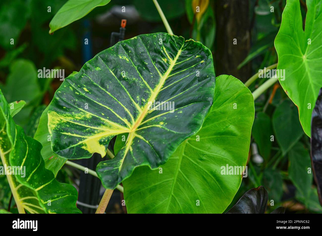 Alocasia Nuova Guinea Oro in giardino Foto Stock