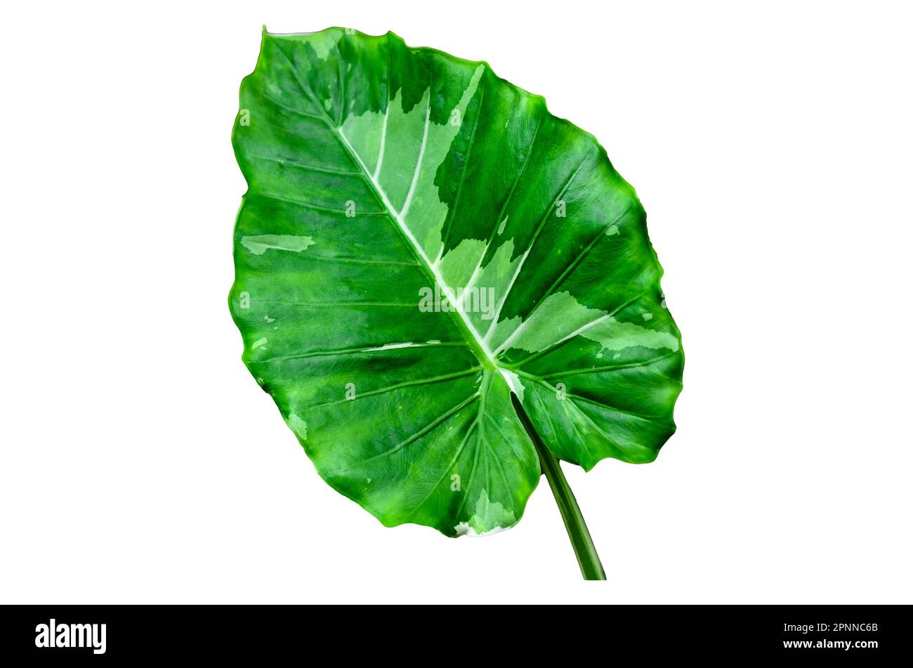 Alocasia odora Okinawa flora argentata su sfondo bianco Foto Stock