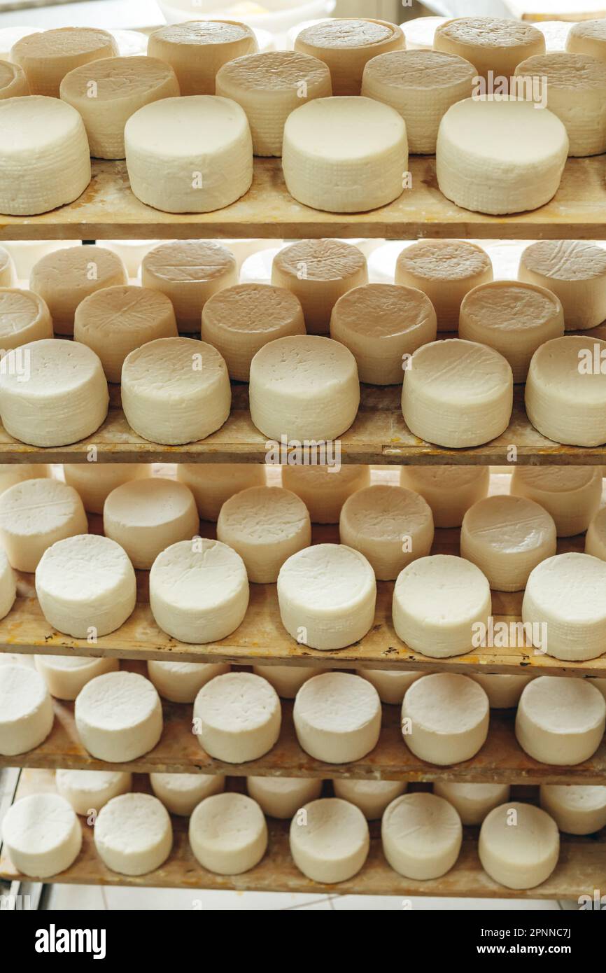 Abbondanza di Capi di formaggio di capra su stand scaffali disposti a maturare su Cheese Farm Foto Stock