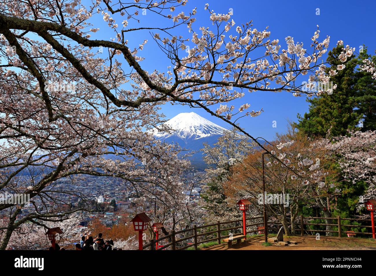 vista-sul-monte-fuji-con-fiori-di-ciliegio-sakura-in-primavera-dal