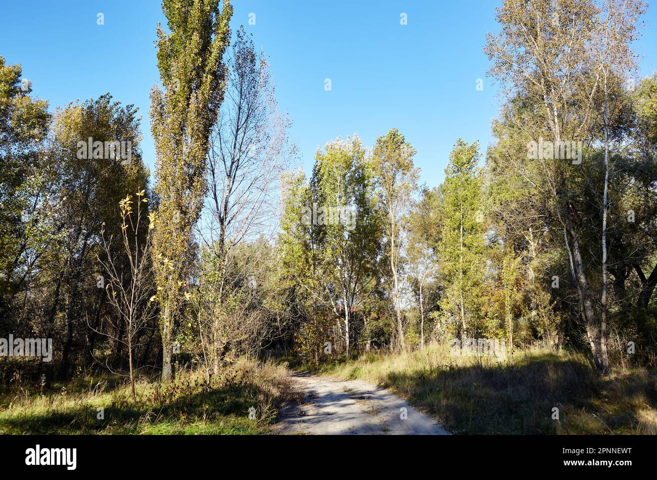Strada nella foresta contro il cielo e prati. Bellissimo paesaggio di alberi e cielo blu sfondo Foto Stock