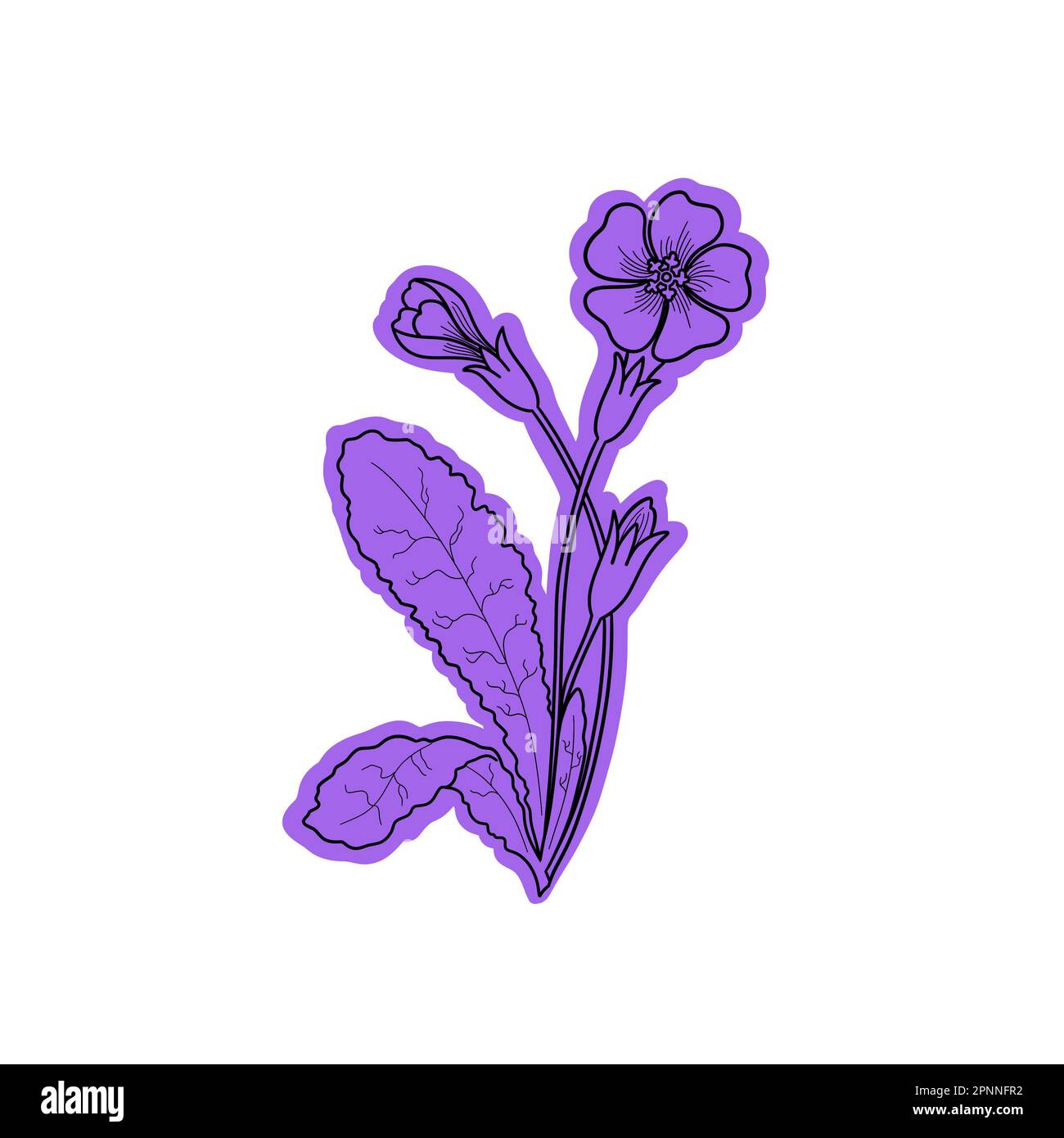 Icona viola fiore primrose. Si tratta di un'illustrazione versatile progettata per vari usi. Foto Stock