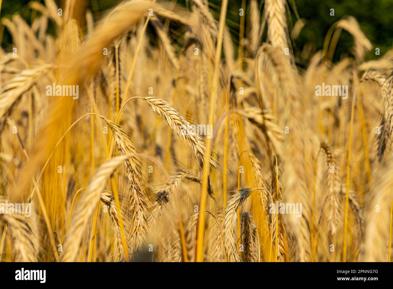 Segale matura, campo di grano, Roemerstein, Baden-Wuerttemberg, Germania Foto Stock