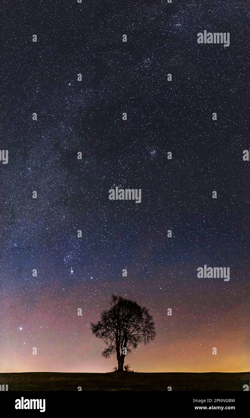 Astrofotografia, fotografia stellare: Via Lattea su un albero, Albo Svevo, Heroldstatt, Baden-Wuerttemberg, Germania Foto Stock