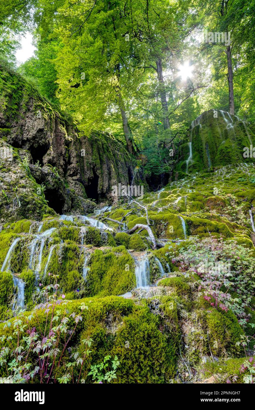 Cascata di Guetersteiner, habitat umido con vegetazione lussureggiante, paesaggio nelle Alpi Svevi, Bad Urach, Baden-Wuerttemberg, Germania Foto Stock