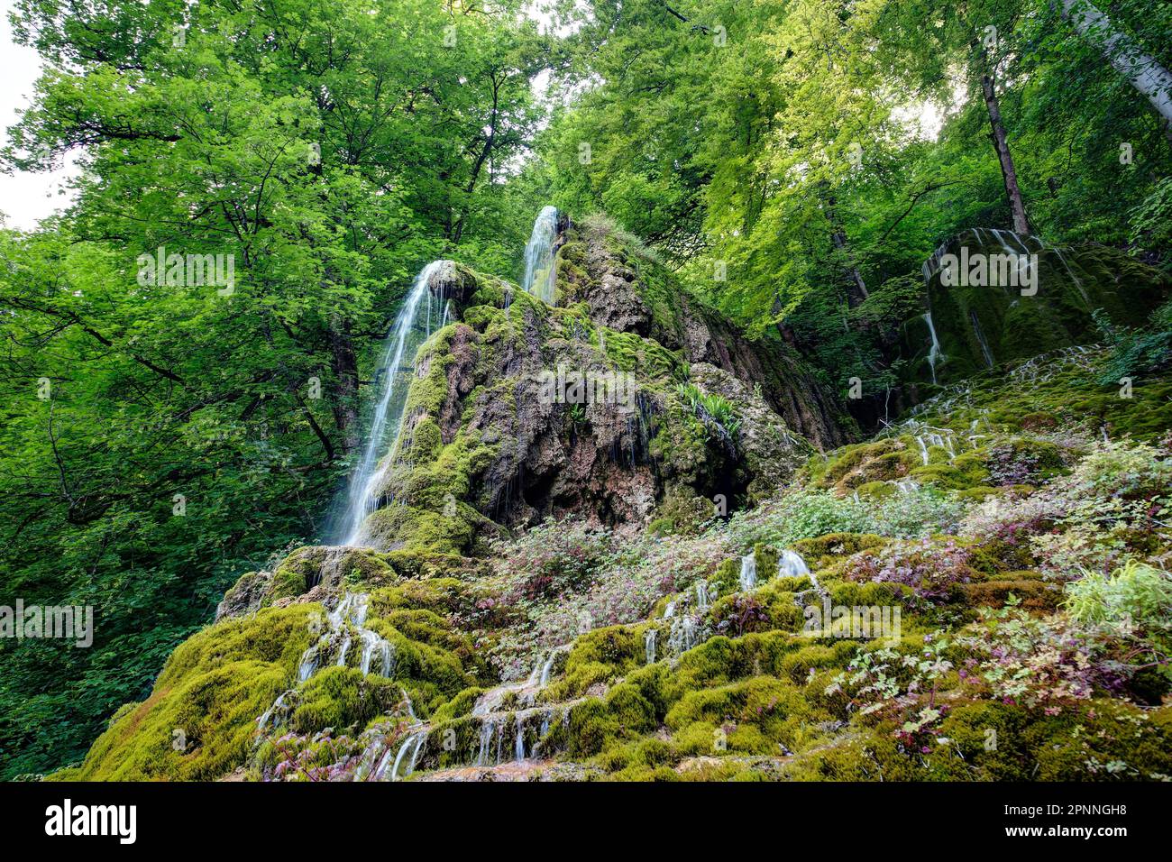 Cascata di Guetersteiner, habitat umido con vegetazione lussureggiante, paesaggio nelle Alpi Svevi, Bad Urach, Baden-Wuerttemberg, Germania Foto Stock