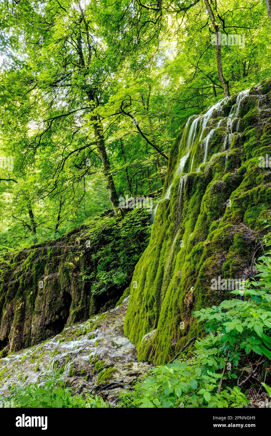 Cascata di Guetersteiner, habitat umido con vegetazione lussureggiante, paesaggio nelle Alpi Svevi, Bad Urach, Baden-Wuerttemberg, Germania Foto Stock