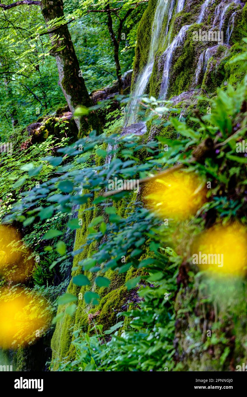Cascata di Guetersteiner, habitat umido con vegetazione lussureggiante, paesaggio nelle Alpi Svevi, Bad Urach, Baden-Wuerttemberg, Germania Foto Stock