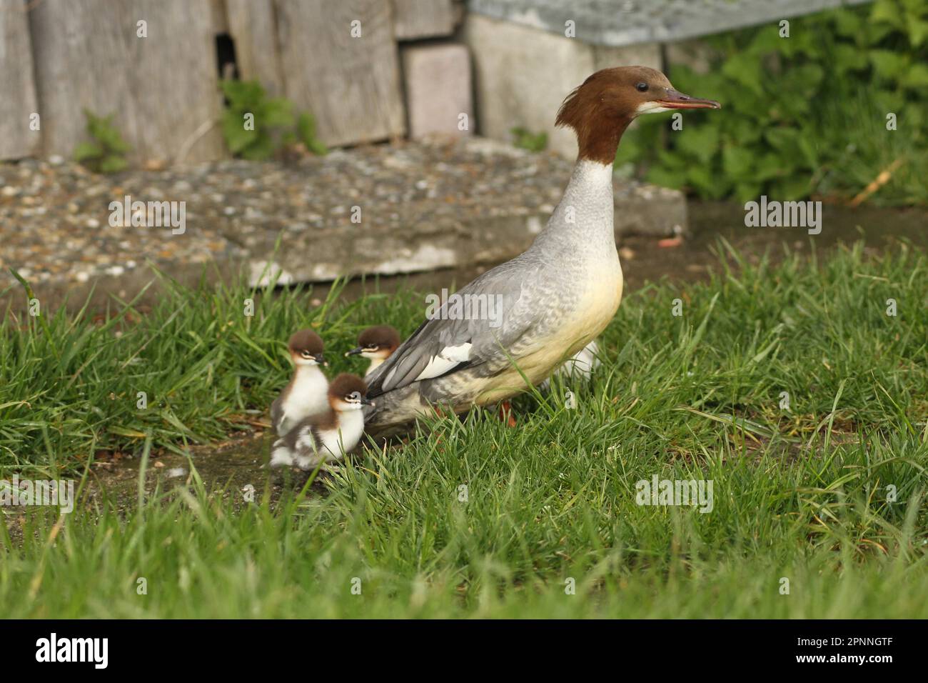 Comune merganser (Mergus merganser) femmina con alcuni giovani uccelli, pochi secondi dopo aver lasciato il sito di allevamento, Allgaeu, Baviera, Germania Foto Stock
