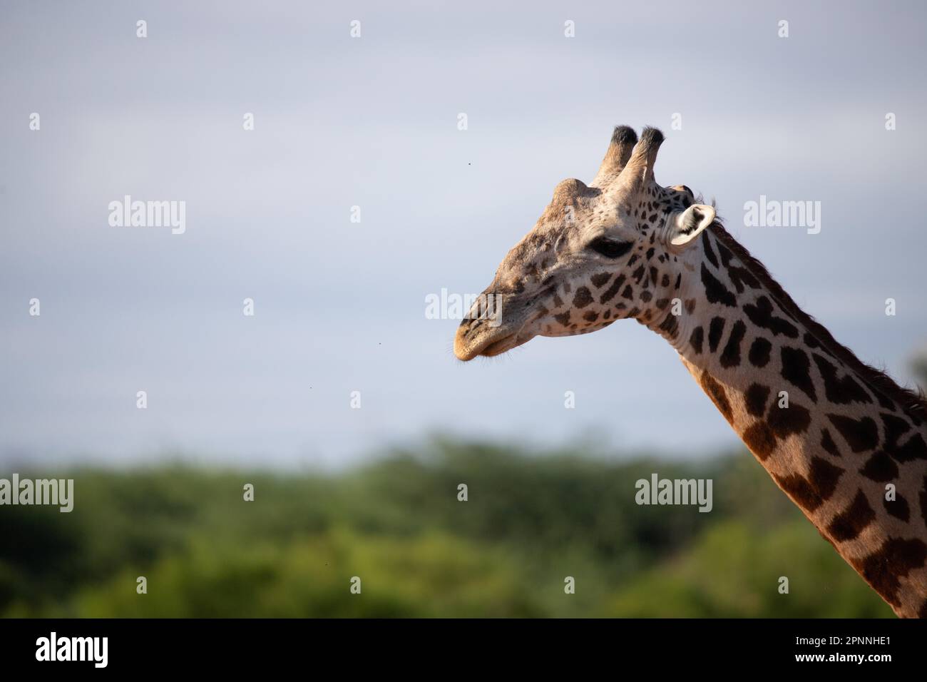 Giraffa singola, giraffa Masai (Giraffa tipelskirchi), nel paesaggio boschivo della savana. Ritratto della testa dal lato in Tsavo Foto Stock