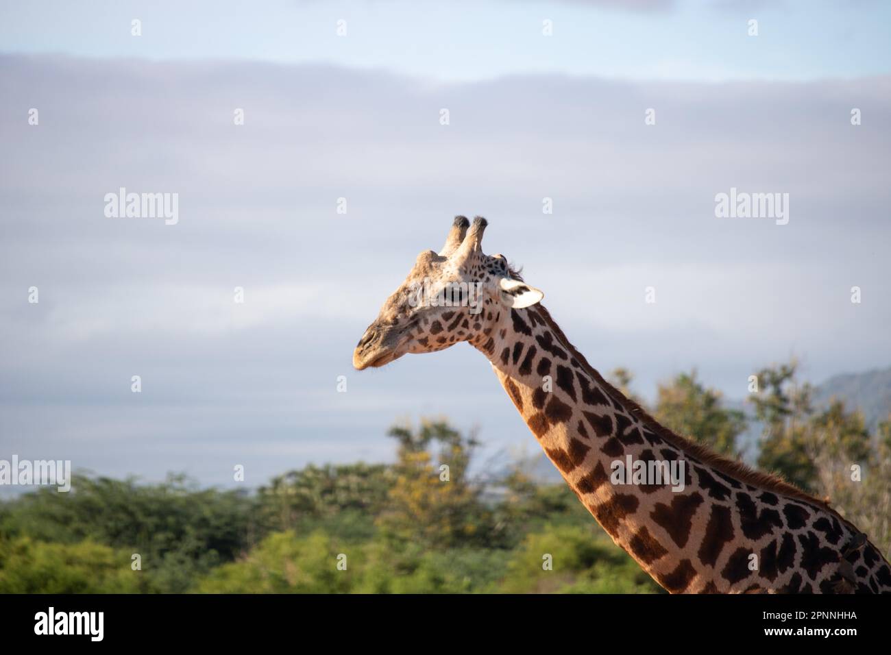 Giraffa singola, giraffa Masai (Giraffa tipelskirchi), nel paesaggio boschivo della savana. Ritratto della testa dal lato in Tsavo Foto Stock