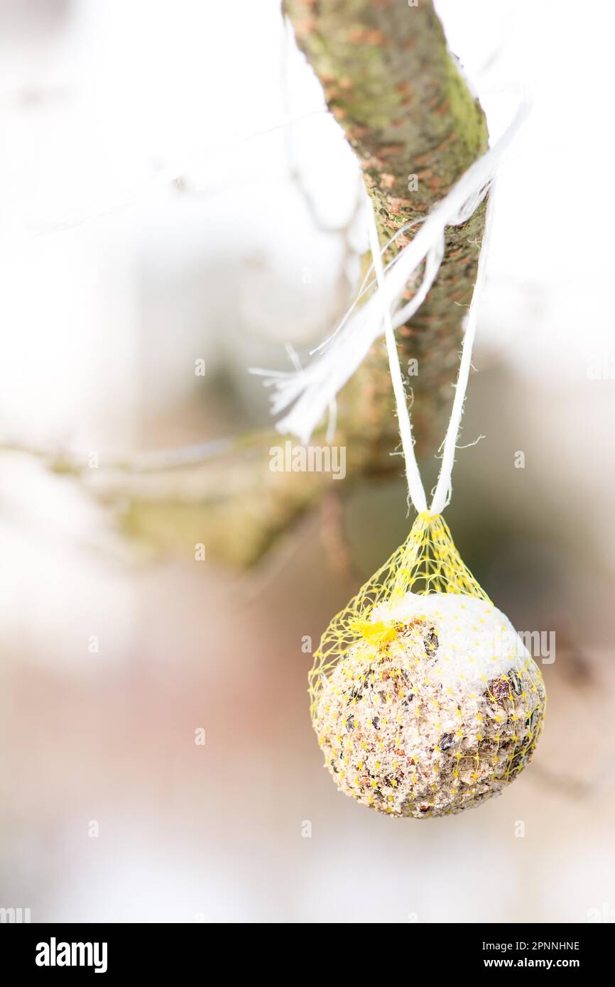 Alimentazione di uccelli in inverno con una palla di grasso Foto Stock