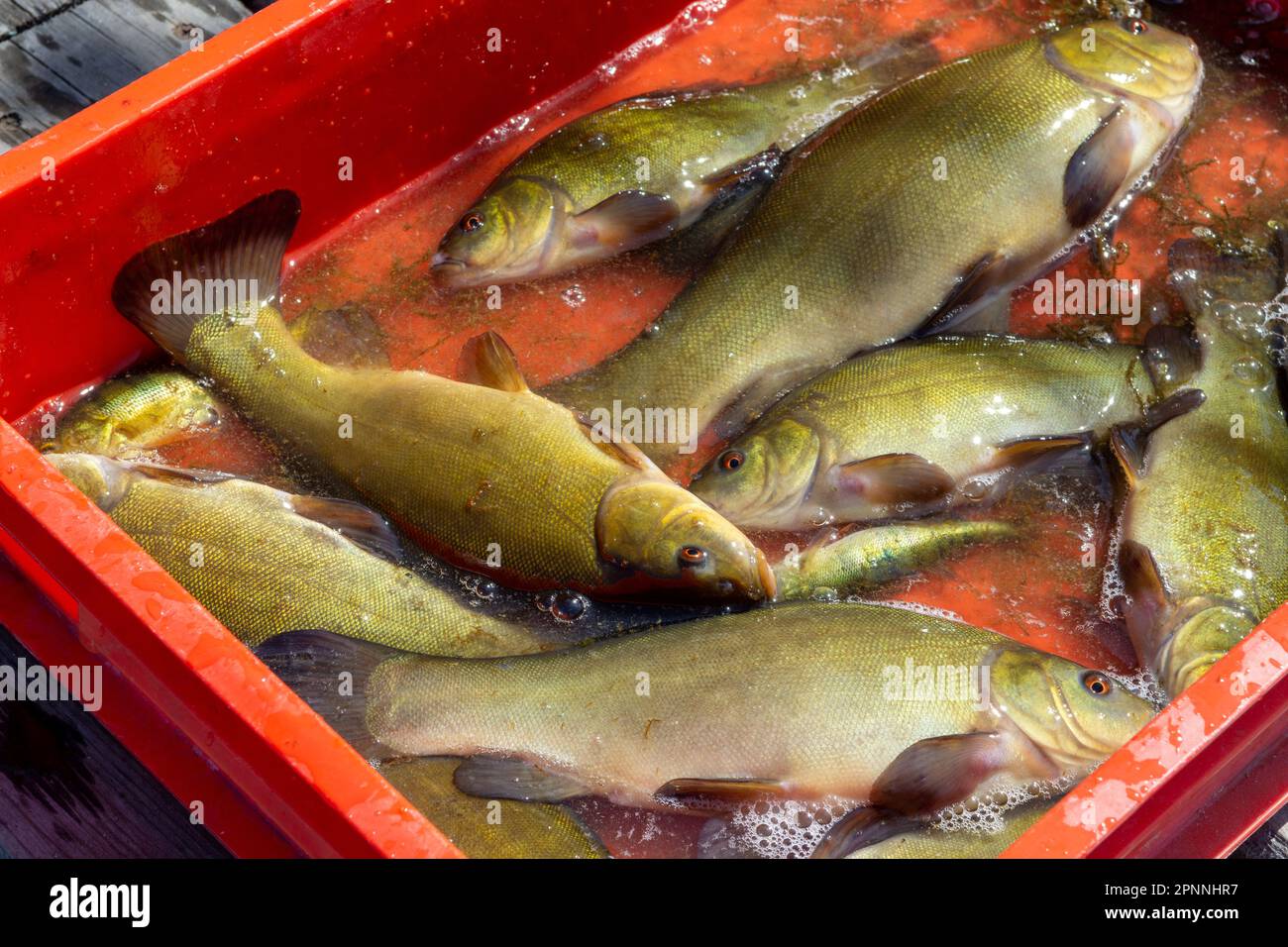 Tinca di pesce fresco di lago al mercato. pescatore catturato un sacco di tinca tinca Foto Stock