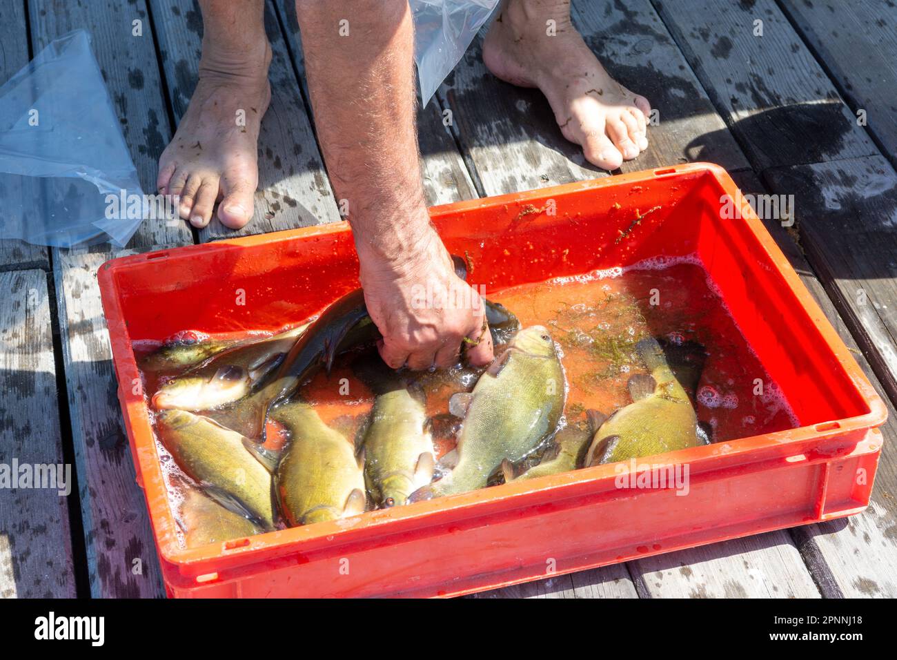 Tinca di pesce fresco di lago al mercato. pescatore catturato un sacco di tinca tinca Foto Stock