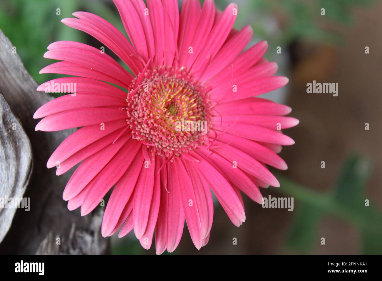 fiore di siniya Foto Stock