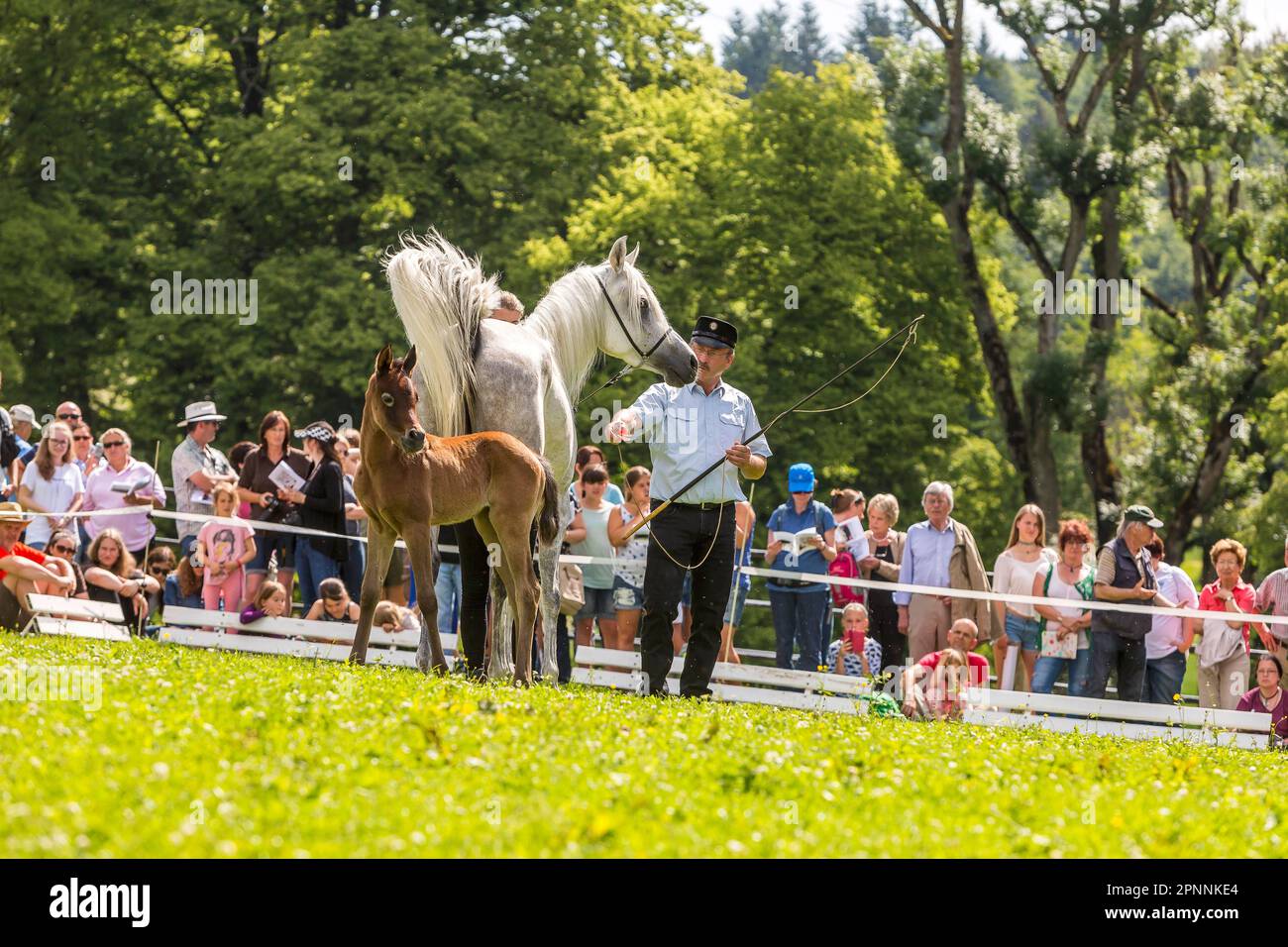 Main and County Stud Marbach in Alb Svevo, Weil-Marbacher Thoroughbred Arabian, Foal Show, Marbach, Gomadingen, Baden-Wuerttemberg, Germania Foto Stock