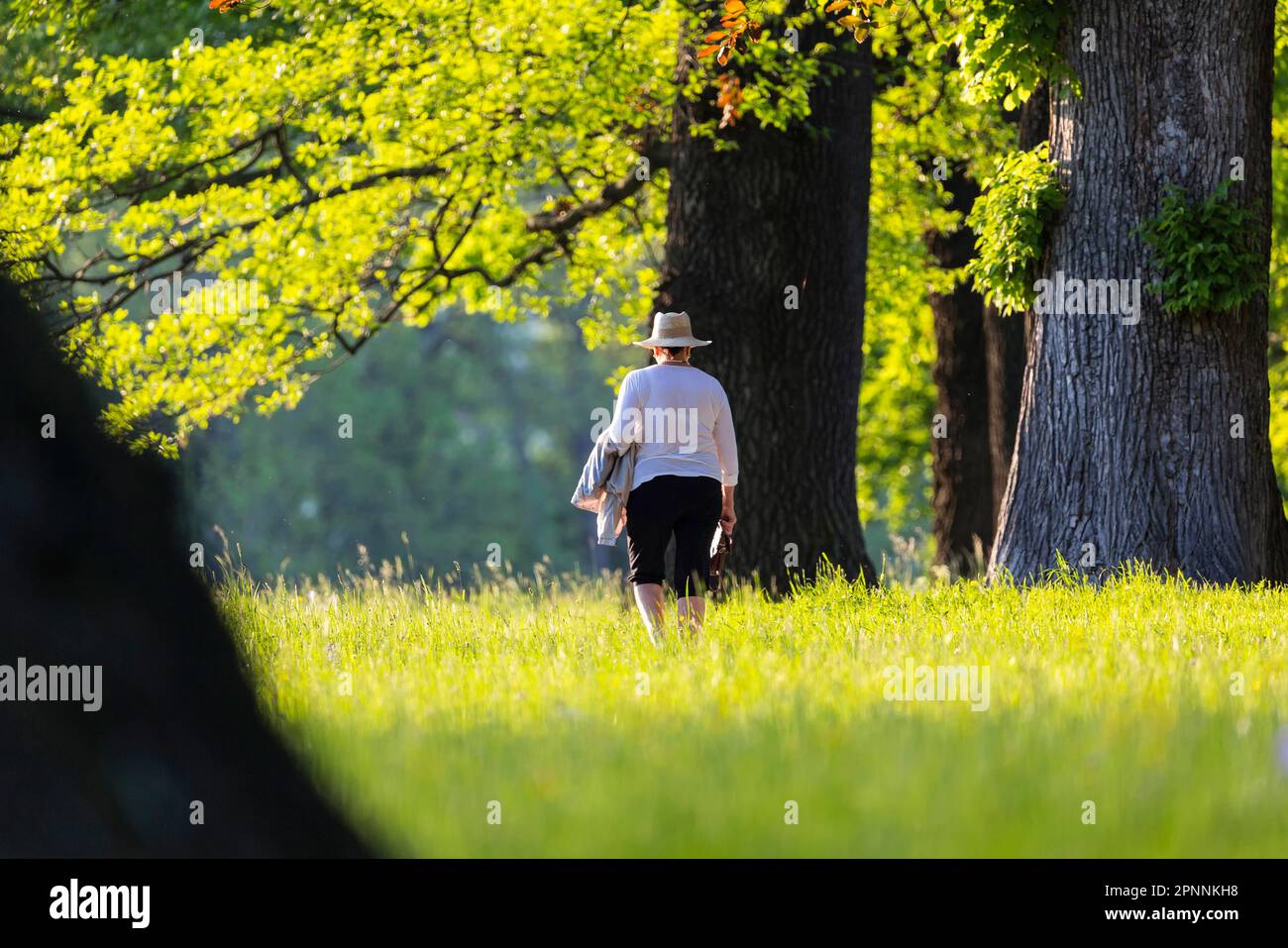 Alberi antichi, autunno nel Parco Rosenstein, donna che cammina nel parco paesaggistico di Bad Cannstatt, Stoccarda, Baden-Wuerttemberg, Germania Foto Stock