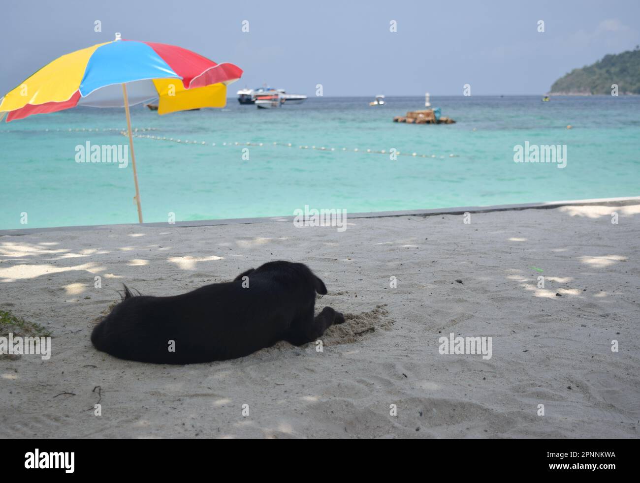 Cane sulla spiaggia di sabbia in Thailandia. Foto Stock