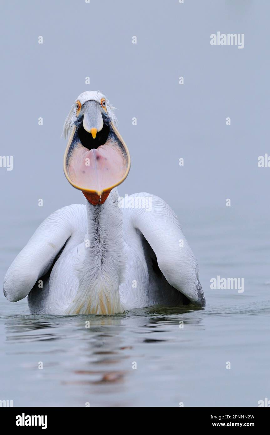 Adulto pellicano dalmata (Pelecanus crispus), piumaggio di allevamento, con becco aperto e tasca allungata, lago Kerkini, Macedonia, Grecia Foto Stock