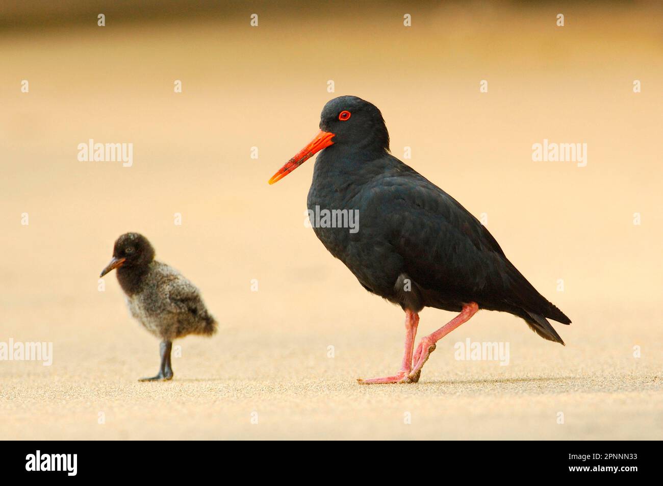 Oystercatcher variabile (Haematopus unicolor), Oystercatcher Nuova Zelanda, Oystercatcher Nuova Zelanda, Animali, Uccelli, Waders, variabile Oystercatcher Foto Stock