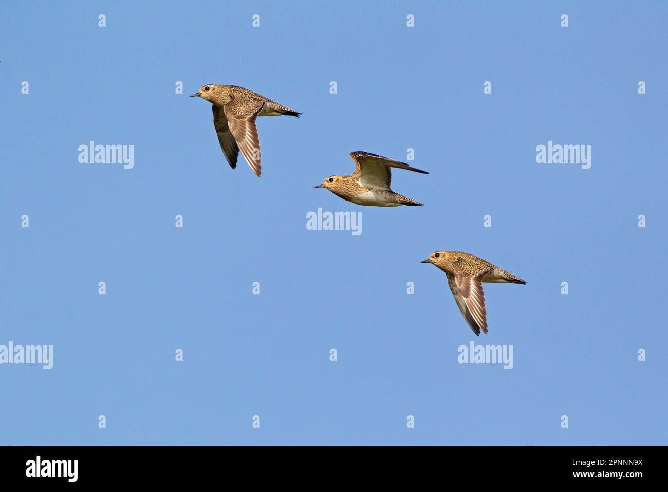 Eurasian Golden Plover (Pluvialis albicaria) tre adulti, piumaggio invernale, in volo, Suffolk, Inghilterra, Regno Unito Foto Stock