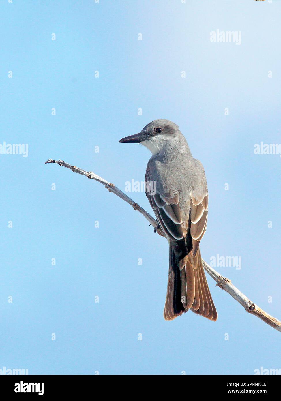 Kingbird grigio (Tyrannus dominicensis), Kingbirds grigio, animali, Uccelli, Kingbird grigio adulto, Arroccato su Stem, Providenciales, Isole Caicos, Turchi Foto Stock