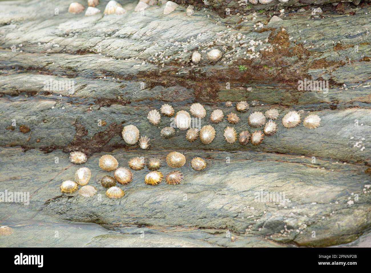 Limpet sulla roccia nella piscina rocciosa di marea a riva o nella piscina rocciosa, Scutellastra granularis, Limpet granulare Foto Stock
