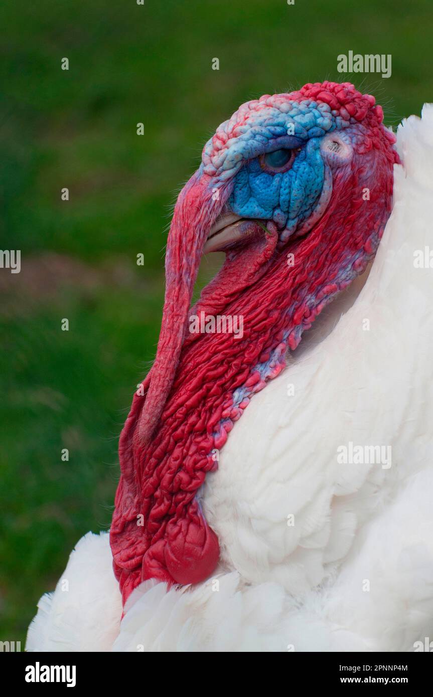 Nazionale Turchia Foto Stock