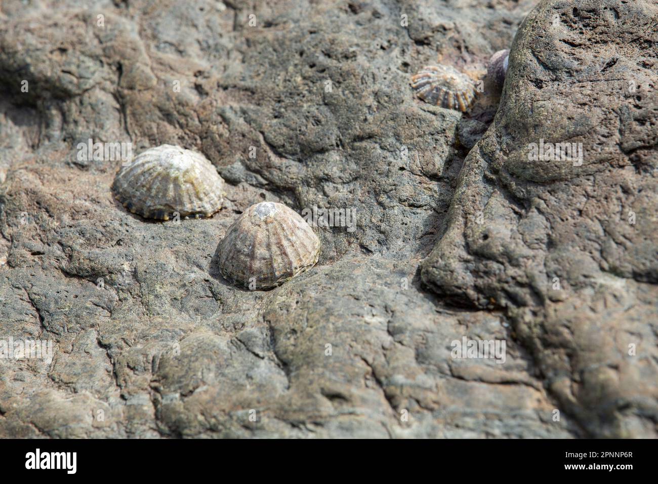 Limpet sulla roccia nella piscina rocciosa di marea a riva o nella piscina rocciosa, Scutellastra granularis, Limpet granulare Foto Stock