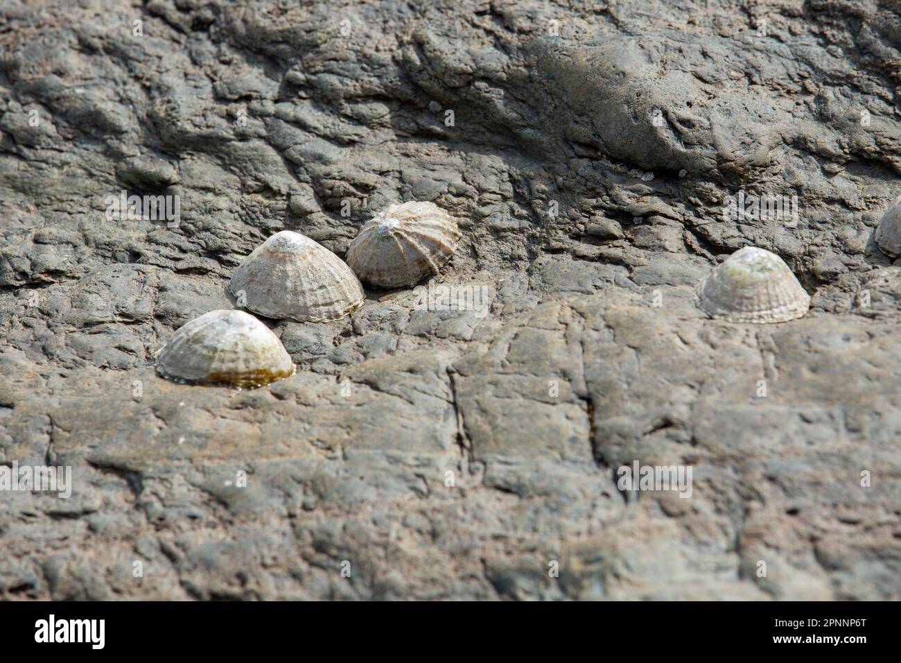 Limpet sulla roccia nella piscina rocciosa di marea a riva o nella piscina rocciosa, Scutellastra granularis, Limpet granulare Foto Stock