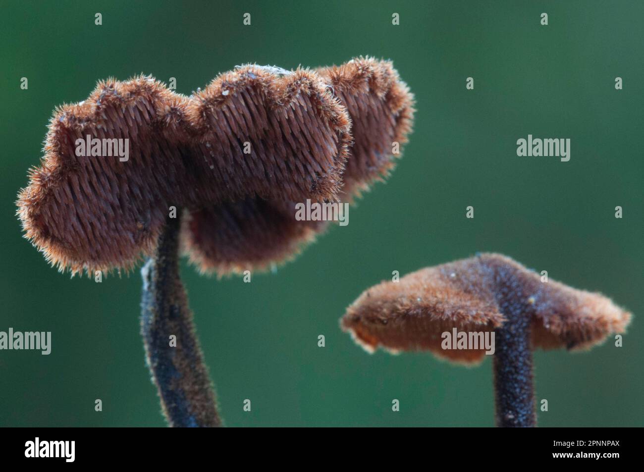 (Auriscalpium vulgare) Foto Stock