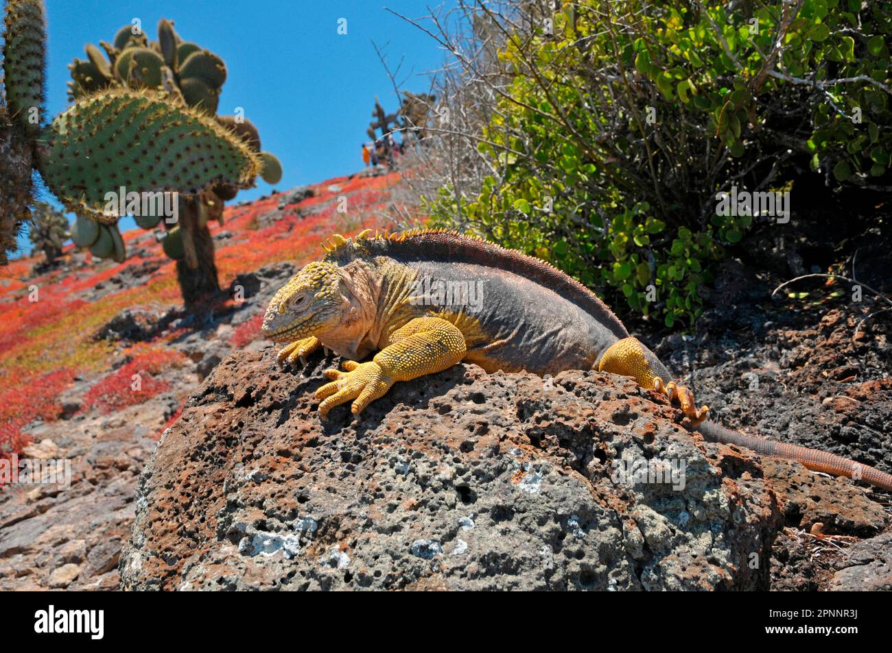 Druze Head, Fernandina Island, Galapagos Foto Stock