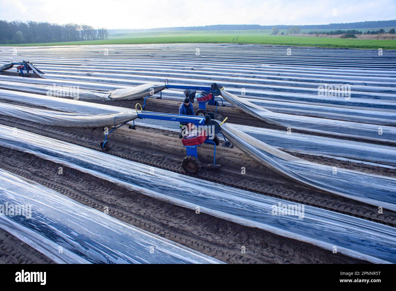 Hohenseeden, Germania. 20th Apr, 2023. I dipendenti della Cooperativa agricola Hohenseeden Parchen camminano attraverso le file di asparagi con ragni di asparagi. Quest'anno, la stagione è iniziata poco più tardi dell'anno scorso. La ragione di ciò è stata la primavera fredda, che aveva rallentato la crescita. Ora, i primi tiri di asparagi sono stati pricked per circa una settimana. Credit: Klaus-Dietmar Gabbert/dpa/ZB/dpa/Alamy Live News Foto Stock