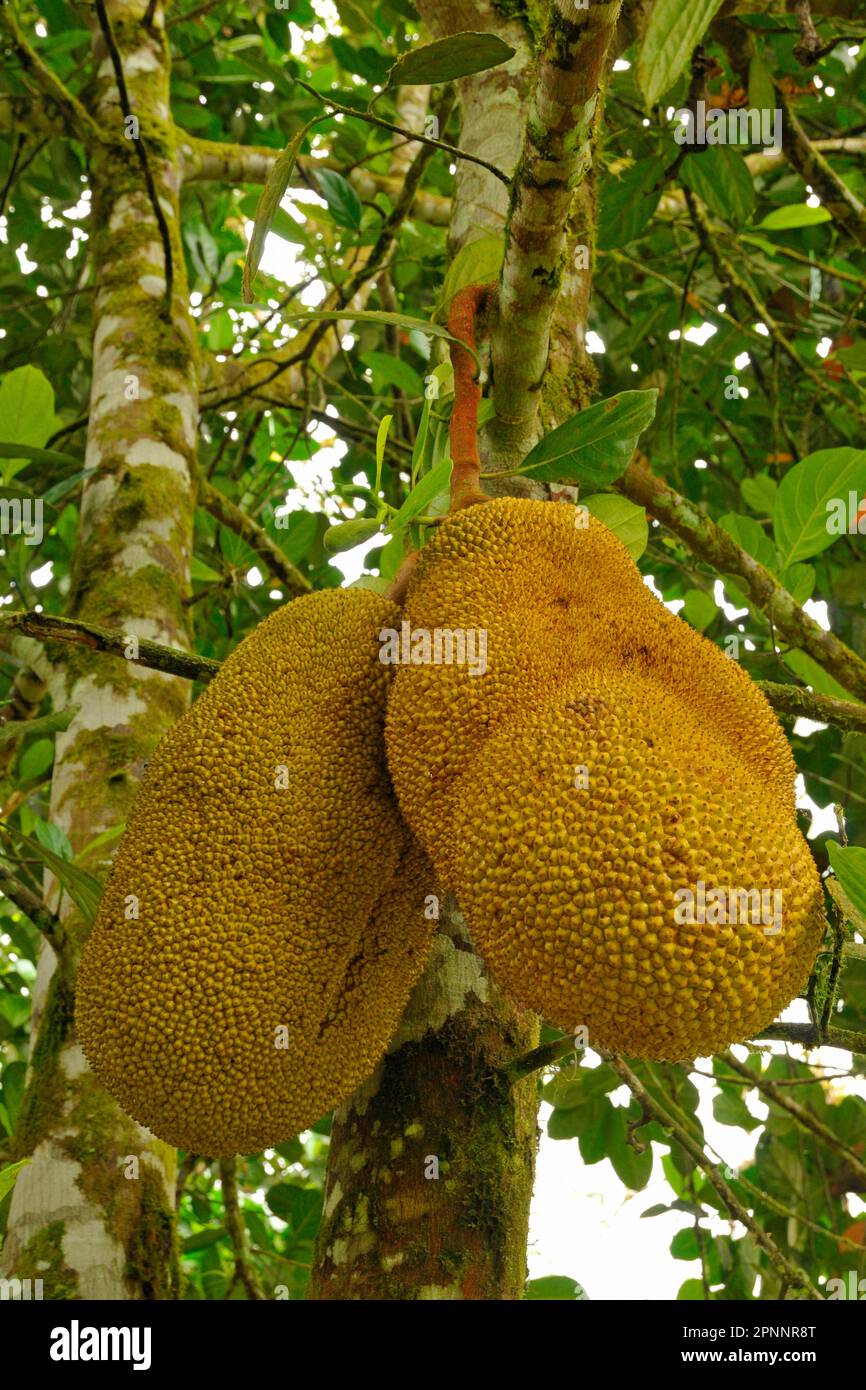 Albero di jackfruit Foto Stock