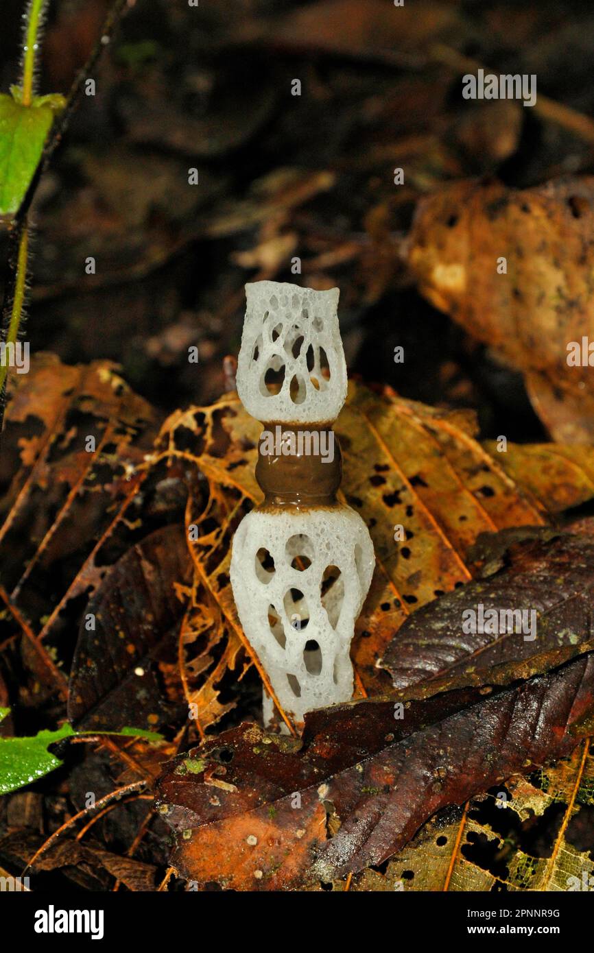 Fungo stinkhorn strangolato Foto Stock