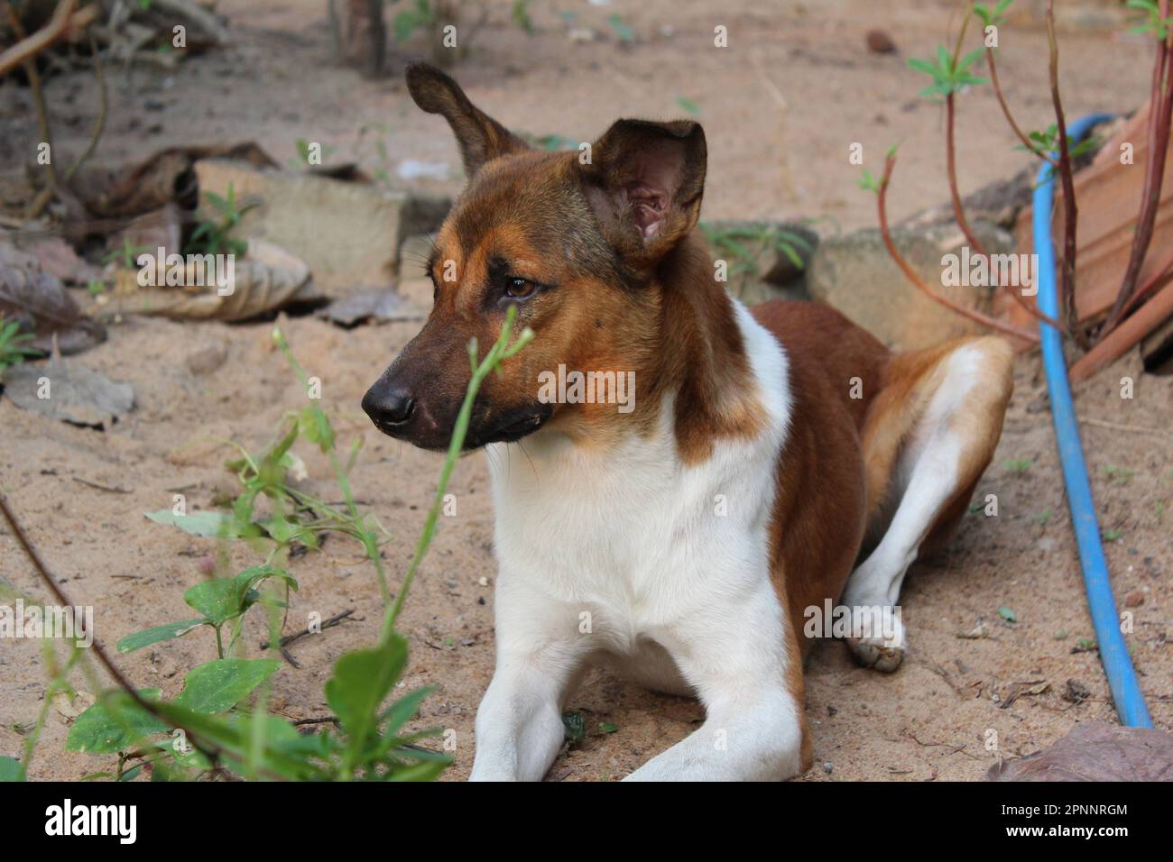 Carino marrone cane colore | marrone colore cucciolo Foto Stock