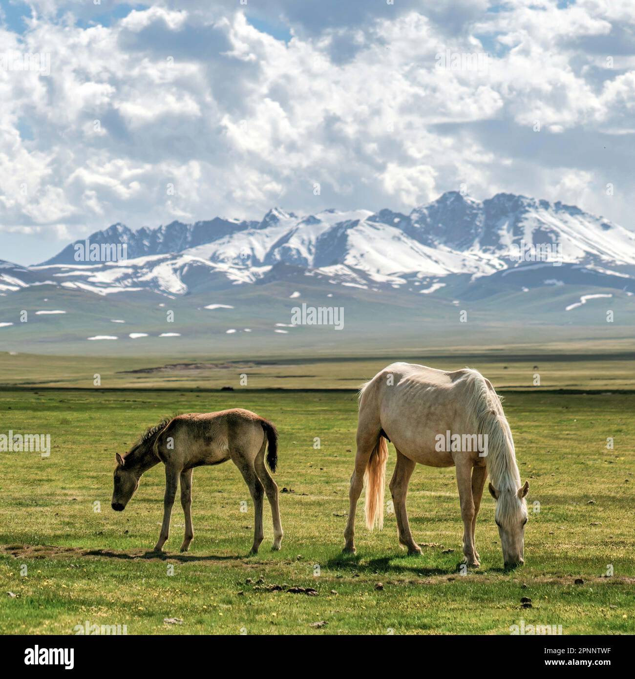 Cavalli selvatici in Kirghizistan natura verde paesaggio con montagne innevate. Il Kirghizistan è un paese senza sbocco sul mare situato nell'Asia centrale, noto per la sua Foto Stock