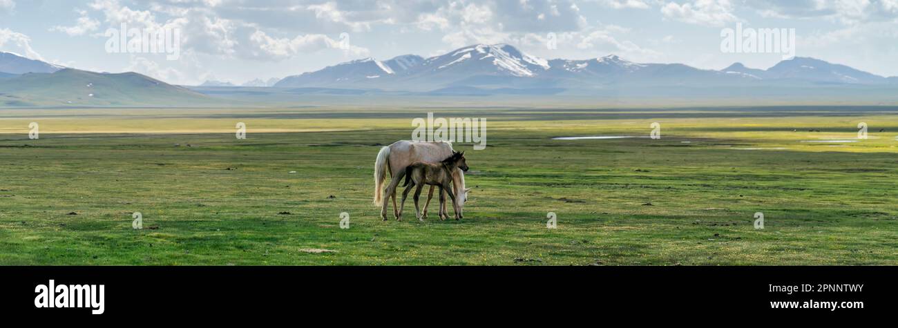 Cavalli selvatici in Kirghizistan natura verde paesaggio con montagne innevate. Il Kirghizistan è un paese senza sbocco sul mare situato nell'Asia centrale, noto per la sua Foto Stock