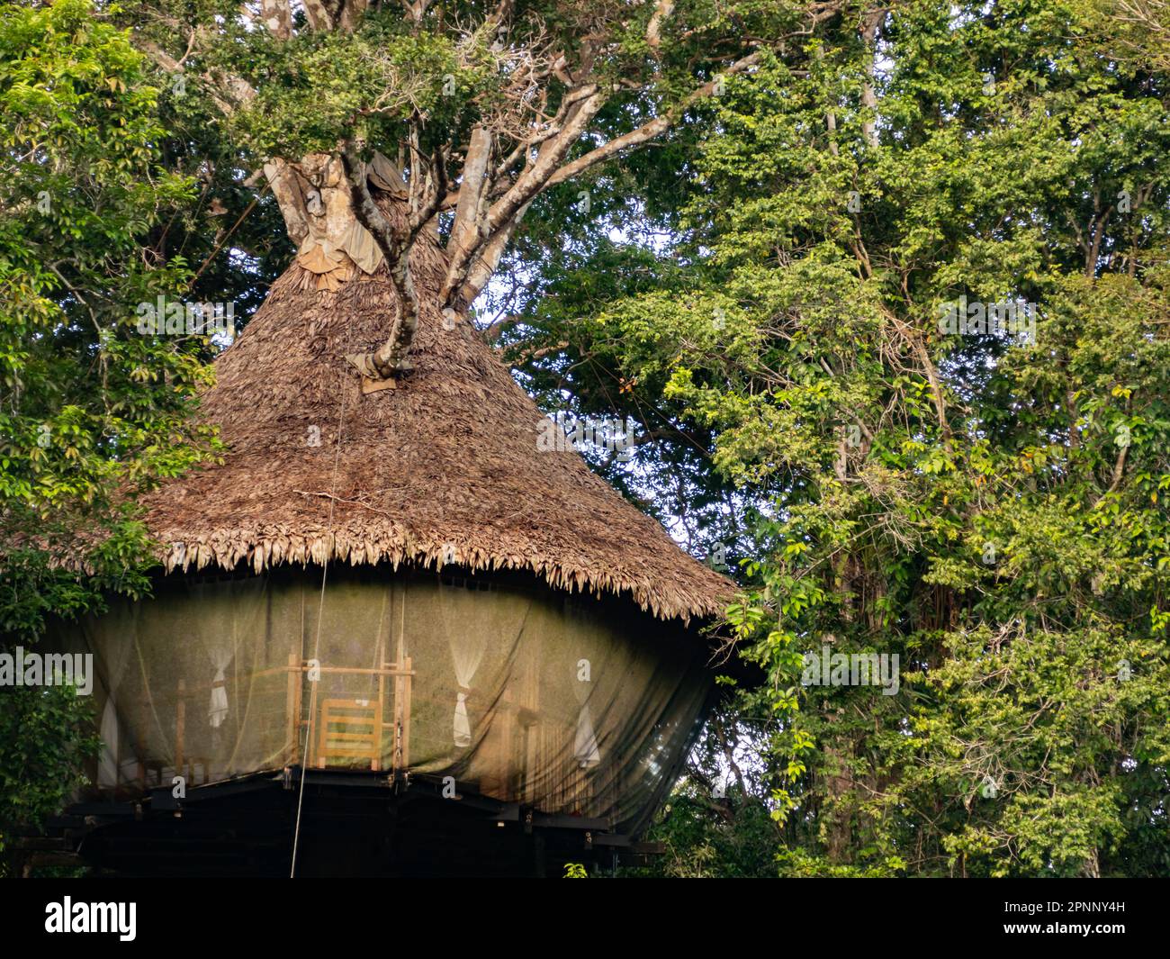 Alloggi glamping nella foresta pluviale Amazzonica. Treehouse in legno, Foresta pluviale Amazzonica, Amazzonia, Pacaya Samiria National Reserve, Perù, Sud America. Foto Stock