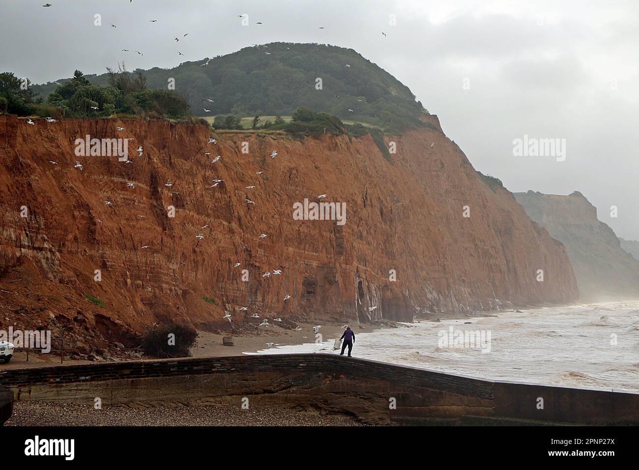 Gabbiani e mari tempestosi che si schiantano sulle scogliere sul fronte mare - Sidmouth, Devon Foto Stock