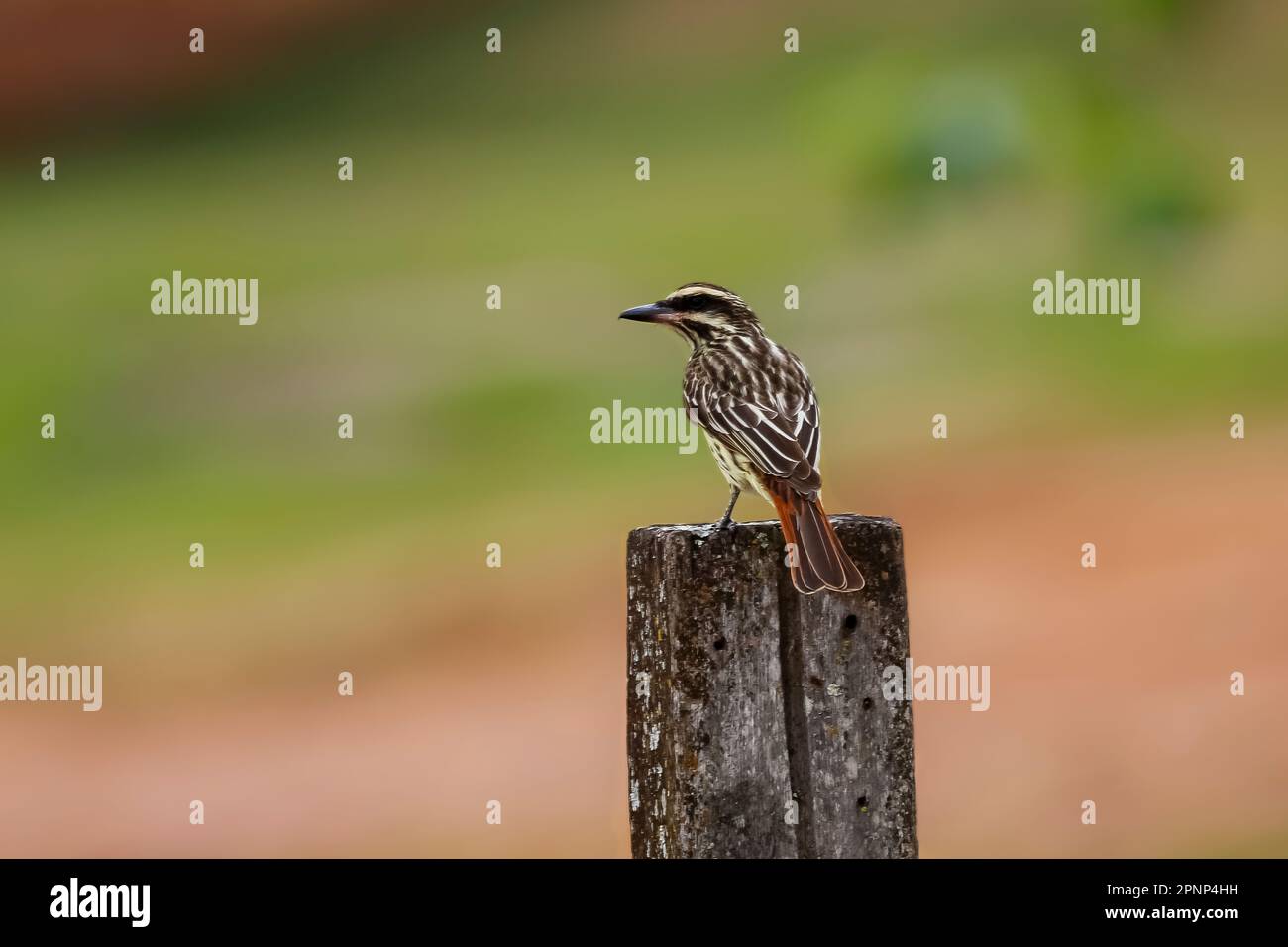 Flycatcher striato (Myiodynastes maculatus) contro sfondo sfocato, Chapada dos Guimarães Foto Stock