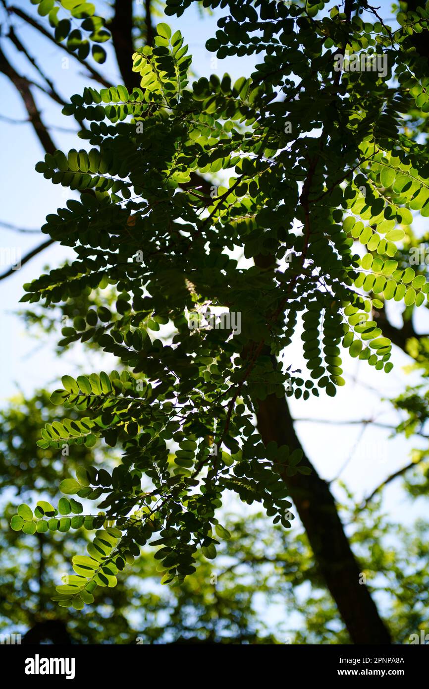 Le foglie di colore verde su albero Foto Stock