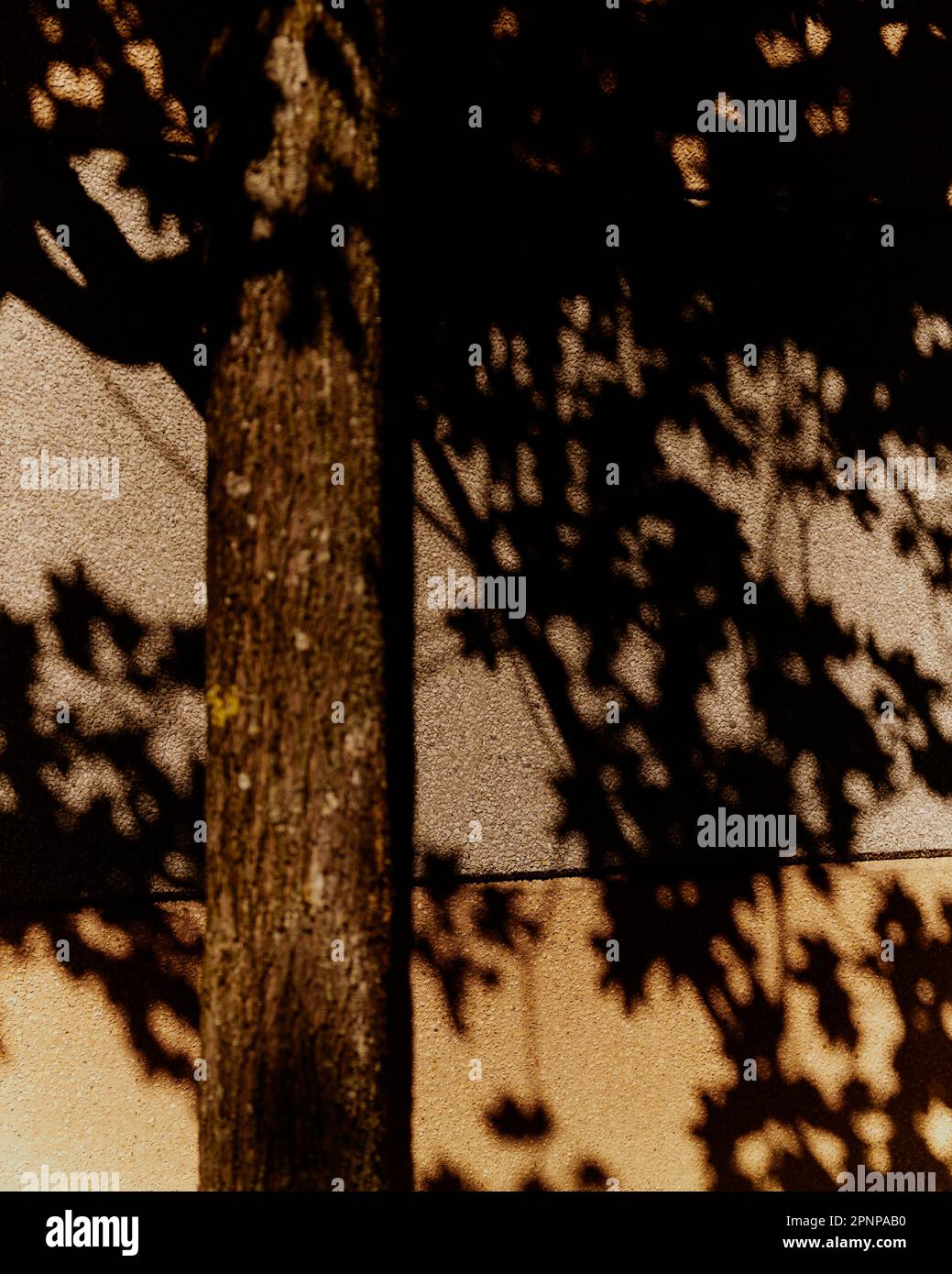 Albero e ombra Foto Stock