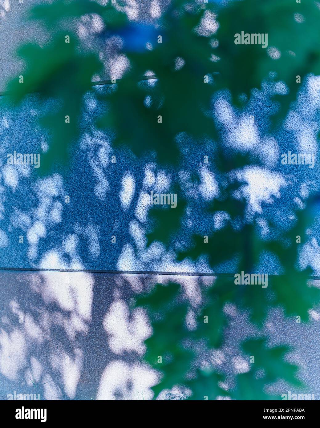 Ombra e albero Foto Stock