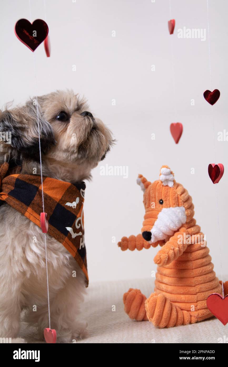 foto di un cane con vestiti e un giocattolo accanto ad esso Foto Stock