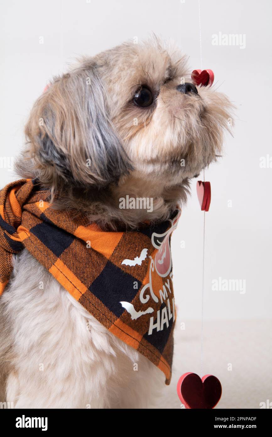 foto di una piccola razza di cane in profilo contro una parete bianca Foto Stock