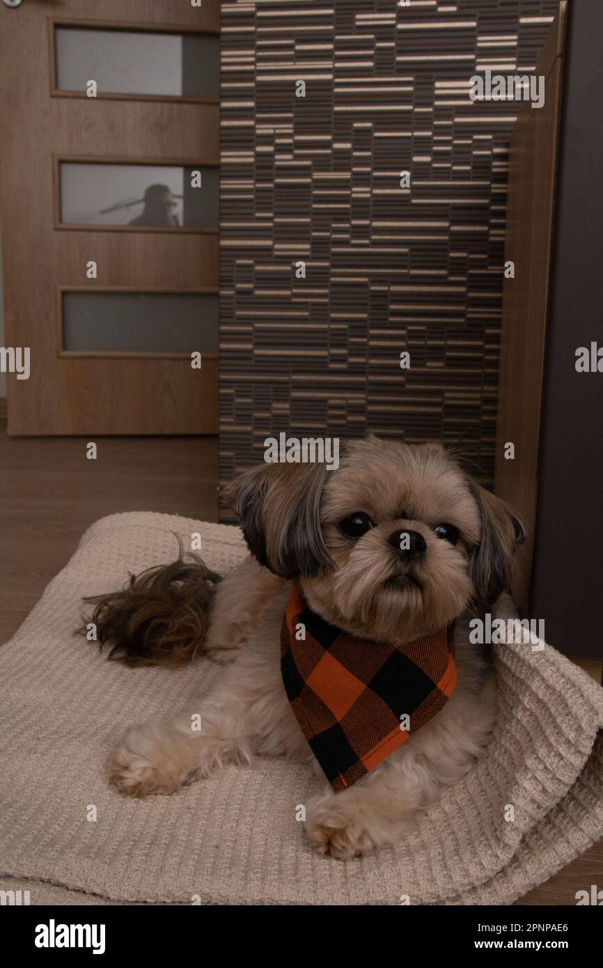 foto del cane sdraiato e guardando la telecamera sul plaid Foto Stock